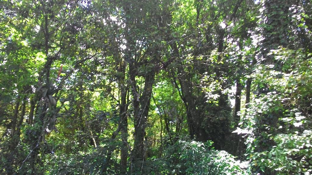 Chales Araucarias Da Serra Canela Zimmer foto